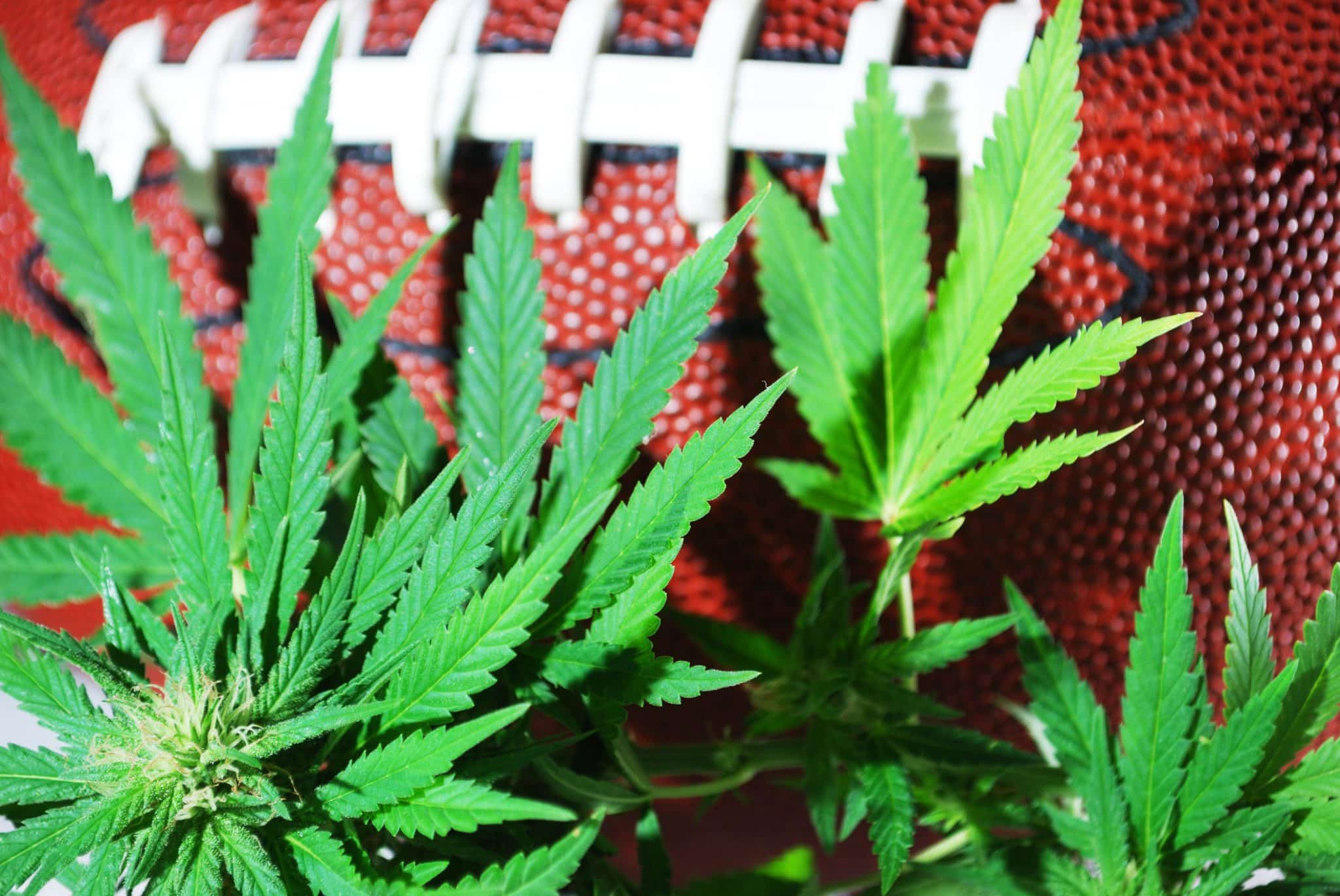 A football with a marijuana plant next to it.